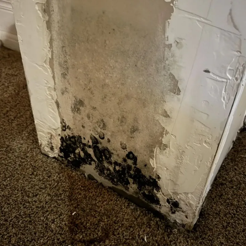 Professional Mold Removal in Perry County, OH